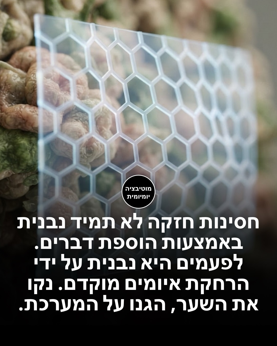 תמונה 12 מתוך 13